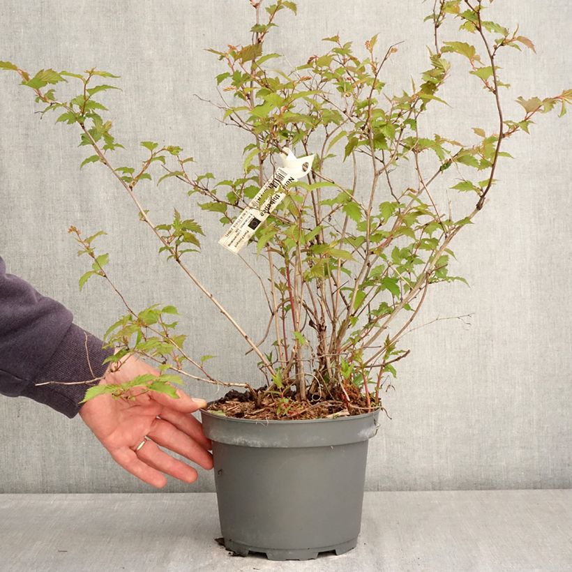 Neillia thibetica Vaso da 3L/4L esemplare consegnato in primavera