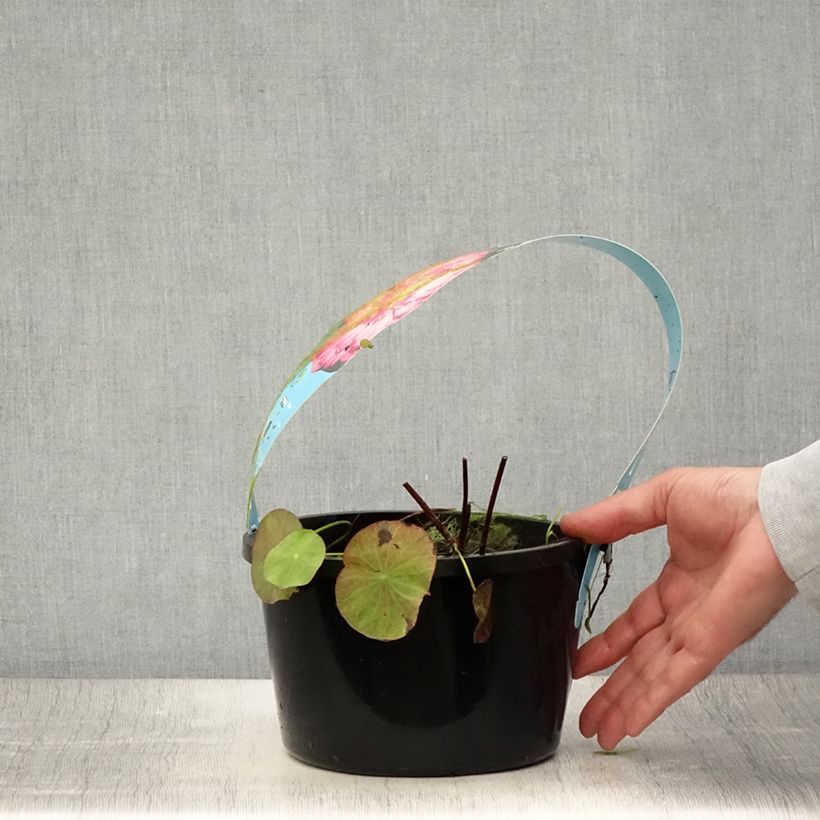 Esemplare di Nelumbo nucifera Rosso - Fior di loto Vaso da 3L/4L consegnato in estate