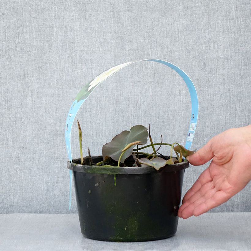 Nelumbo nucifera White - Fior di loto Vaso da 3L/4L esemplare consegnato in primavera