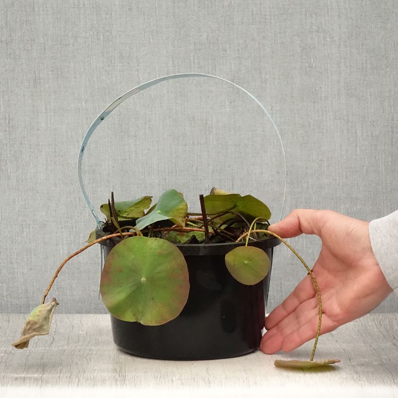 Esemplare di Nelumbo nucifera White - Fior di loto Vaso da 3L/4L consegnato in estate