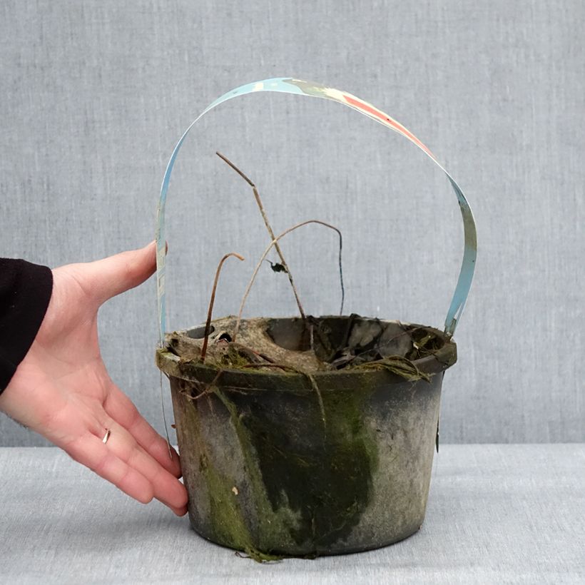 Nelumbo nucifera White - Fior di loto Vaso da 3L/4L esemplare consegnato in inverno