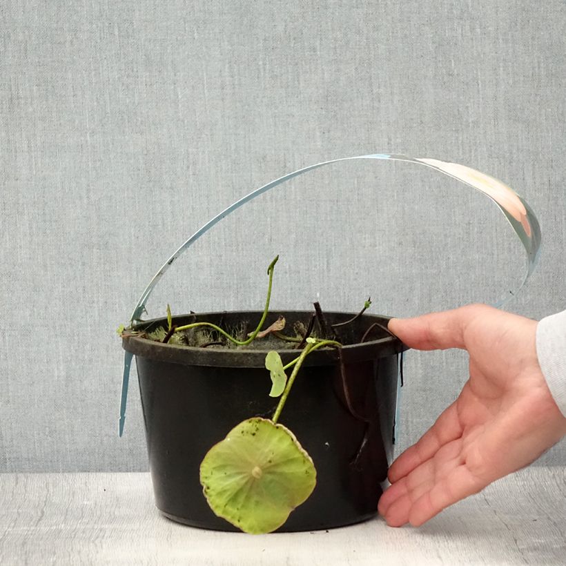 Esemplare di Nelumbo Pygmaea Cream - Fior di loto Vaso da 3L/4L consegnato in estate