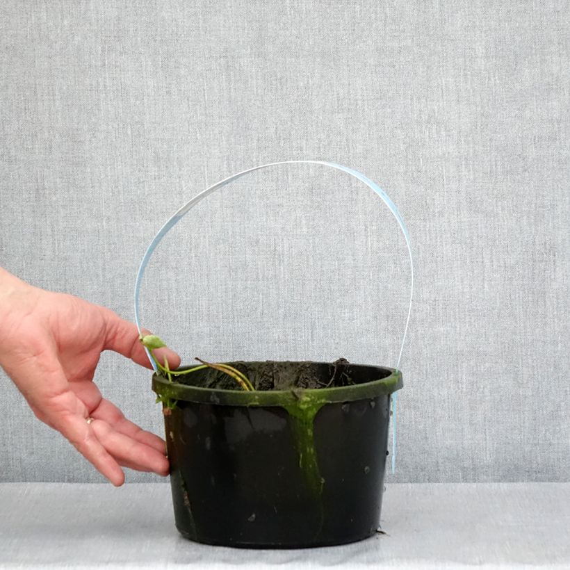 Nelumbo Pygmaea Pink - Fior di loto Vaso da 3L/4L esemplare consegnato in primavera