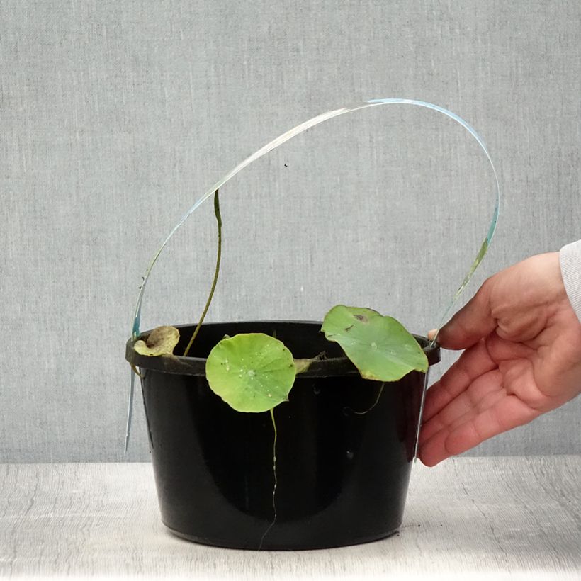 Esemplare di Nelumbo Pygmaea Pink - Fior di loto Vaso da 3L/4L consegnato in estate