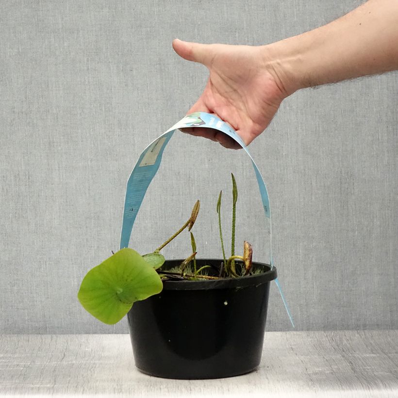 Esemplare di Nelumbo Pygmaea Yellow - Fior di loto Vaso da 3L/4L consegnato in estate