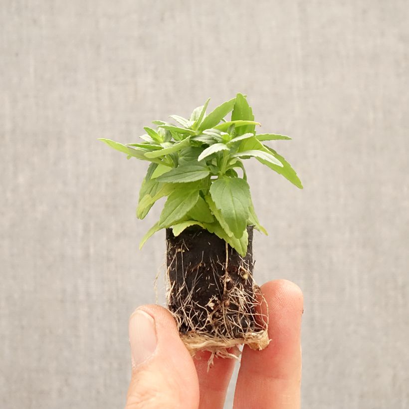 Nemesia Aroma Banana Split Mini zolla Ø 1,5/2,5 cm esemplare consegnato in primavera