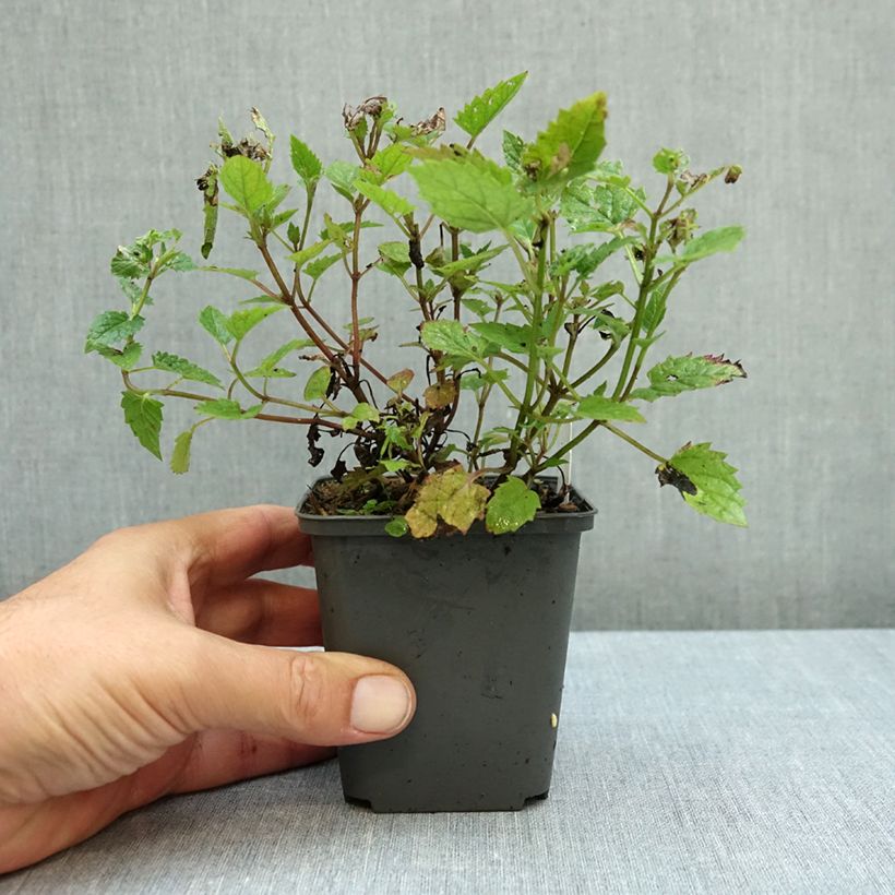 Esemplare di Nepeta Blue Dragon Vasetto da 8/9 cm come consegnato in autunno