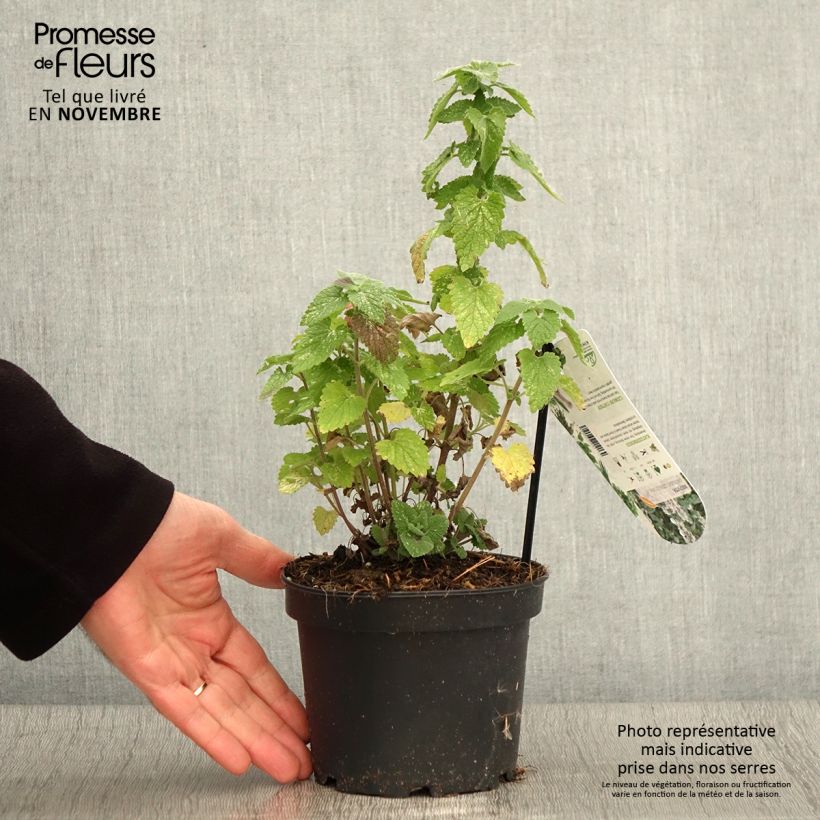 Esemplare di Nepeta cataria Citriodora - Gattaia comune Vaso da 1,5L/2L come consegnato in autunno
