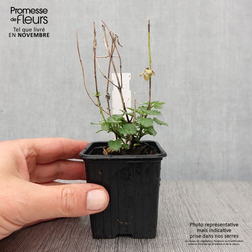 Esemplare di Nepeta faassenii Cat's Meow Vasetto da 8/9 cm come consegnato in autunno