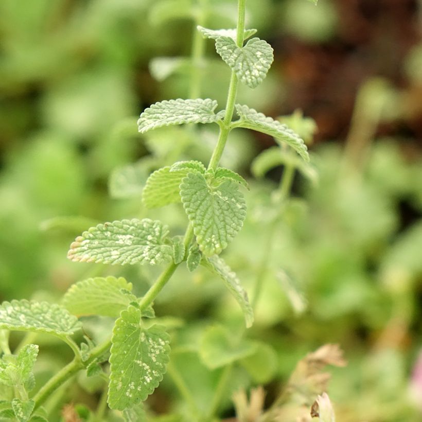 Nepeta faassenii Cat's Pajamas (Fogliame)