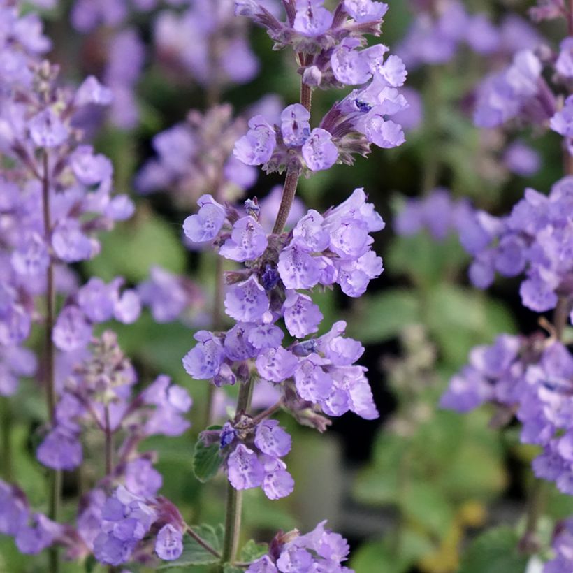 Nepeta faassenii Cat's Pajamas (Fioritura)