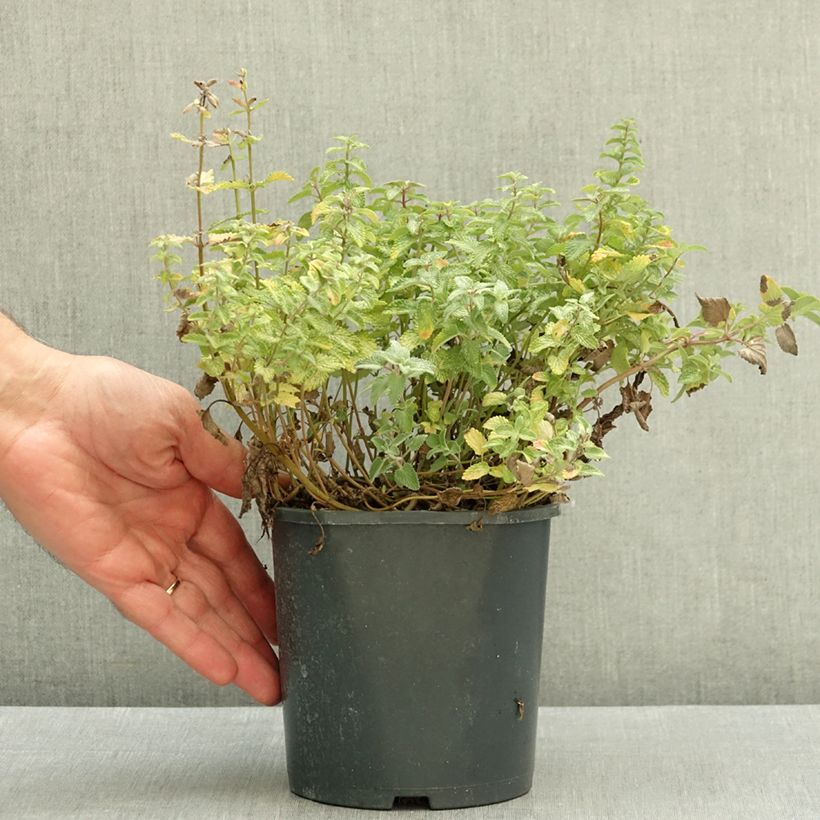 Esemplare di Nepeta faassenii - Erba dei gatti Vaso da 2L/3L come consegnato in autunno