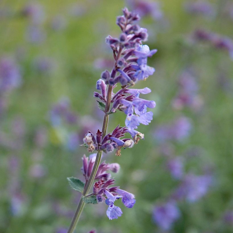 Nepeta faassenii Six Hill's Giant (Fioritura)