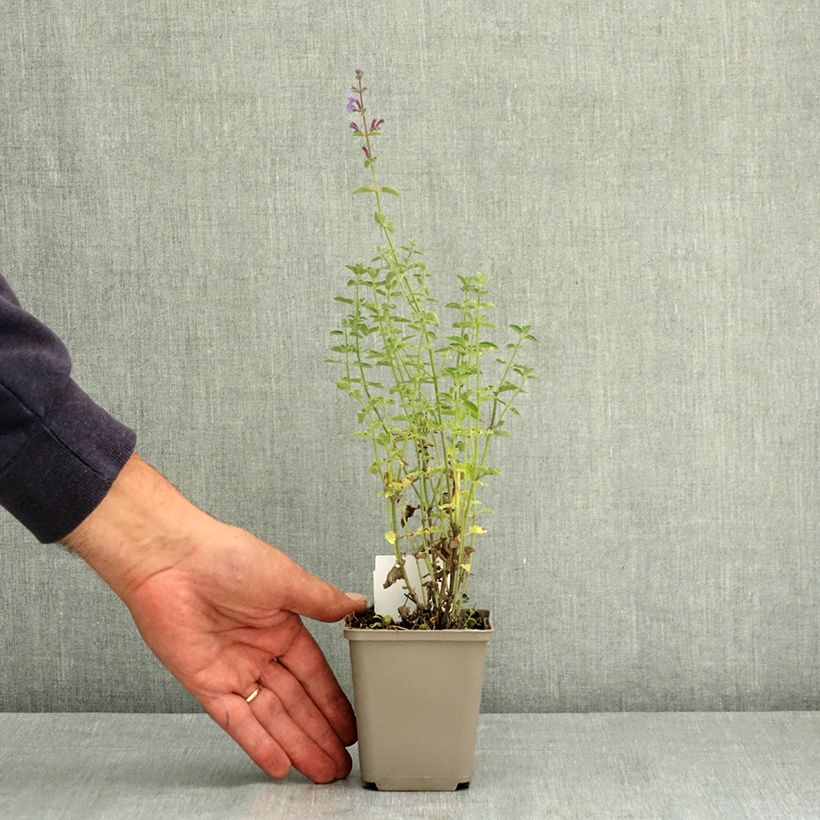 Esemplare di Nepeta faassenii Six Hill's Giant Vasetto da 8/9 cm consegnato in estate