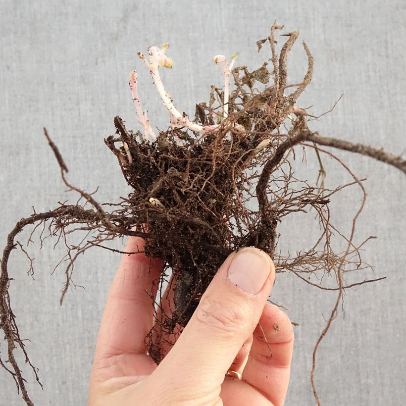 Nepeta faassenii Six Hill's Giant Piante piccole a radice nuda esemplare consegnato in inverno