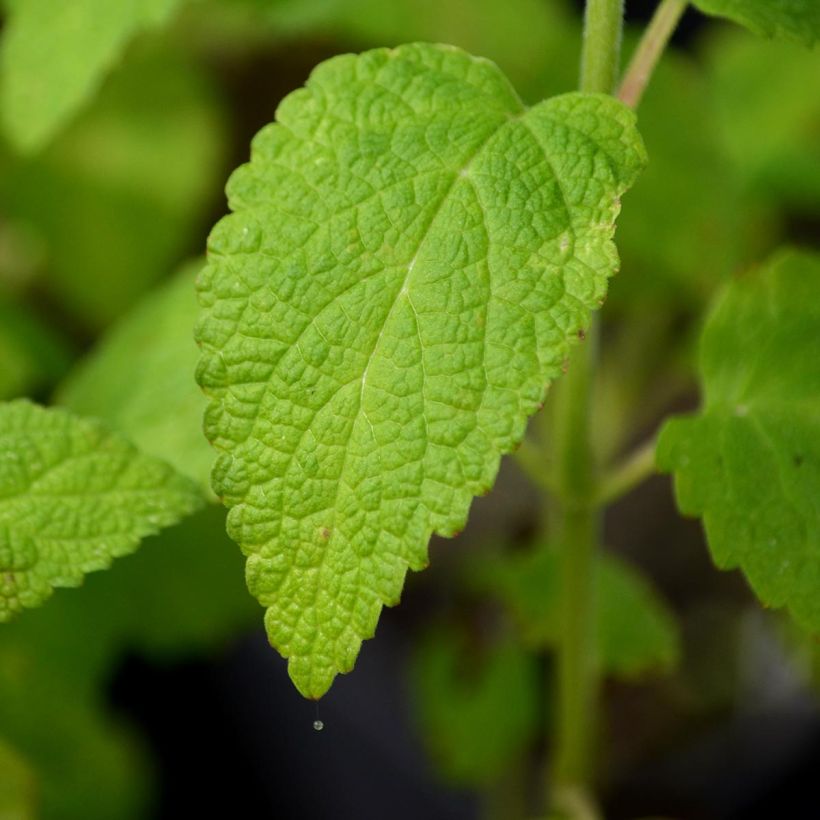 Nepeta govaniana (Fogliame)