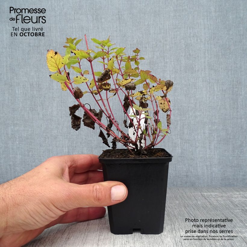 Esemplare di Nepeta grandiflora Dawn to Dusk Vasetto da 8/9 cm come consegnato in autunno