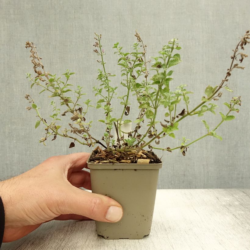 Esemplare di Nepeta faassenii Kit Cat Vasetto da 8/9 cm come consegnato in autunno