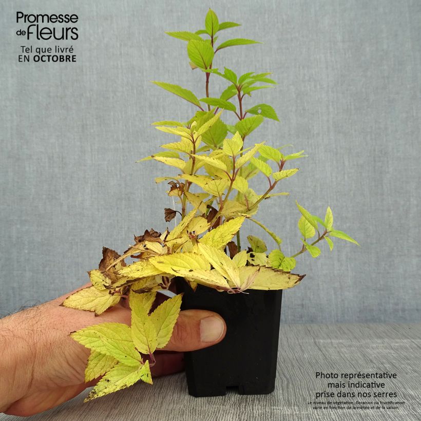 Esemplare di Nepeta manchuriensis Manchu Blue Vasetto da 8/9 cm come consegnato in autunno
