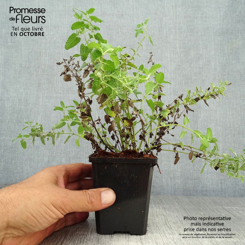 Esemplare di Nepeta mussini - Erba dei gatti Vasetto da 8/9 cm come consegnato in autunno