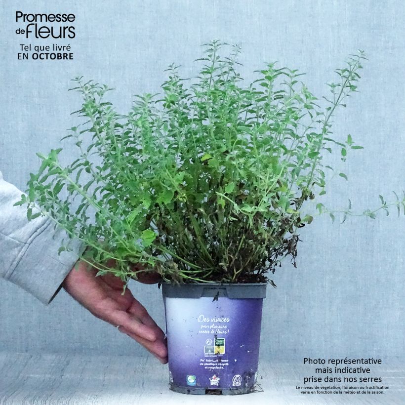 Esemplare di Nepeta mussini - Erba dei gatti Vaso da 2L/3L come consegnato in autunno