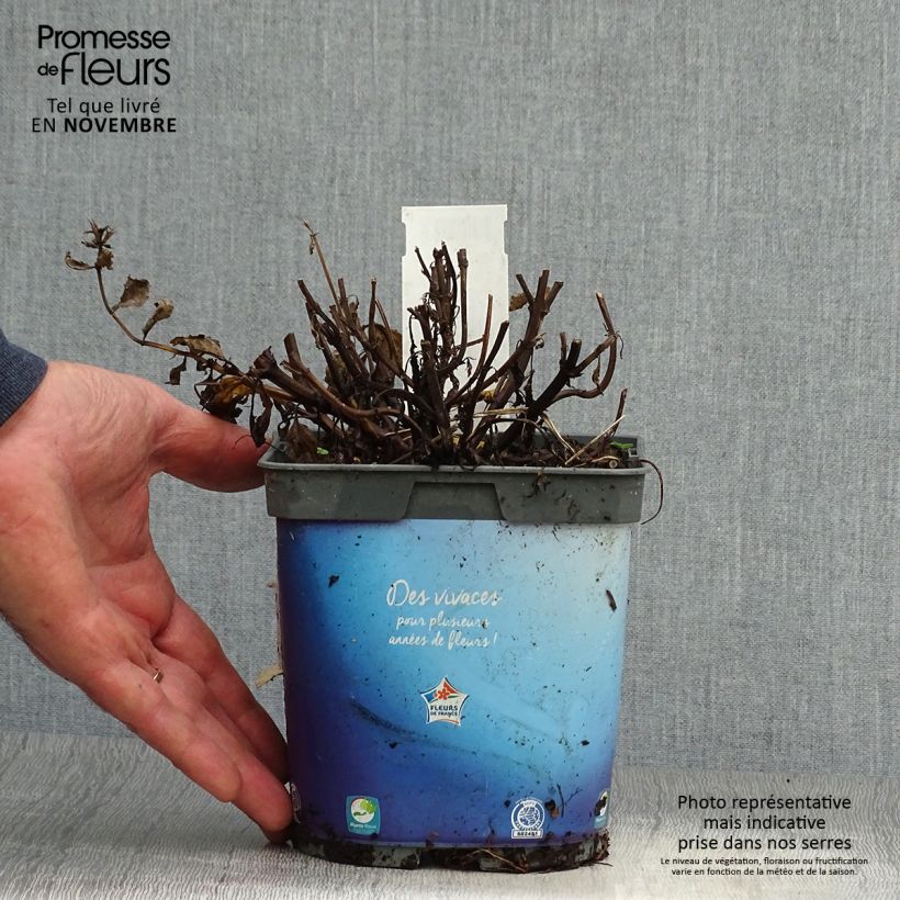 Esemplare di Nepeta nervosa Vaso da 2L/3L come consegnato in autunno