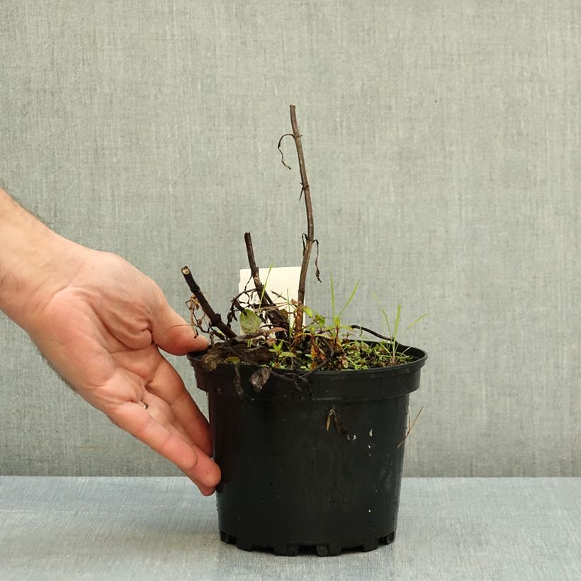 Esemplare di Nepeta nervosa Neptune Vaso da 1,5L/2L come consegnato in autunno