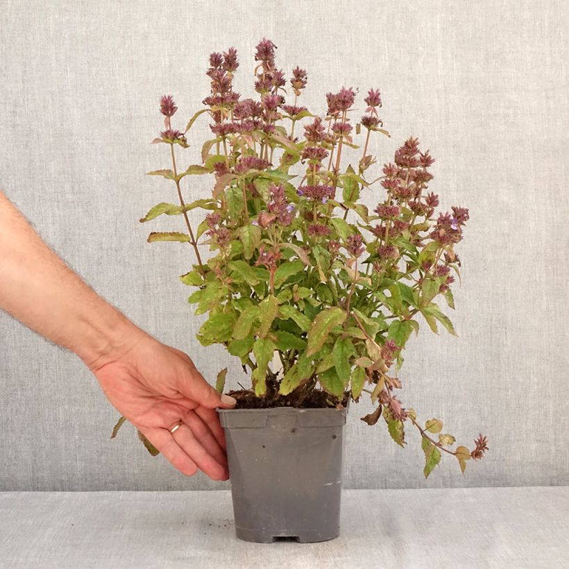 Esemplare di Nepeta nervosa Neptune Vaso da 1,5L/2L consegnato in estate