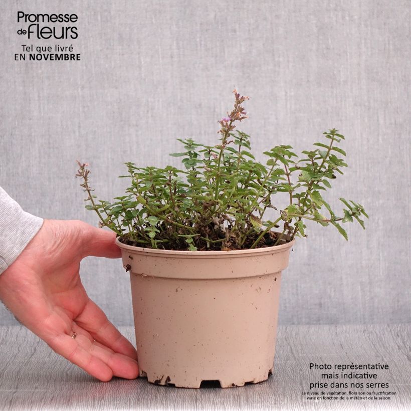 Esemplare di Nepeta faassenii Purrsian Blue Vaso da 2L/3L come consegnato in autunno