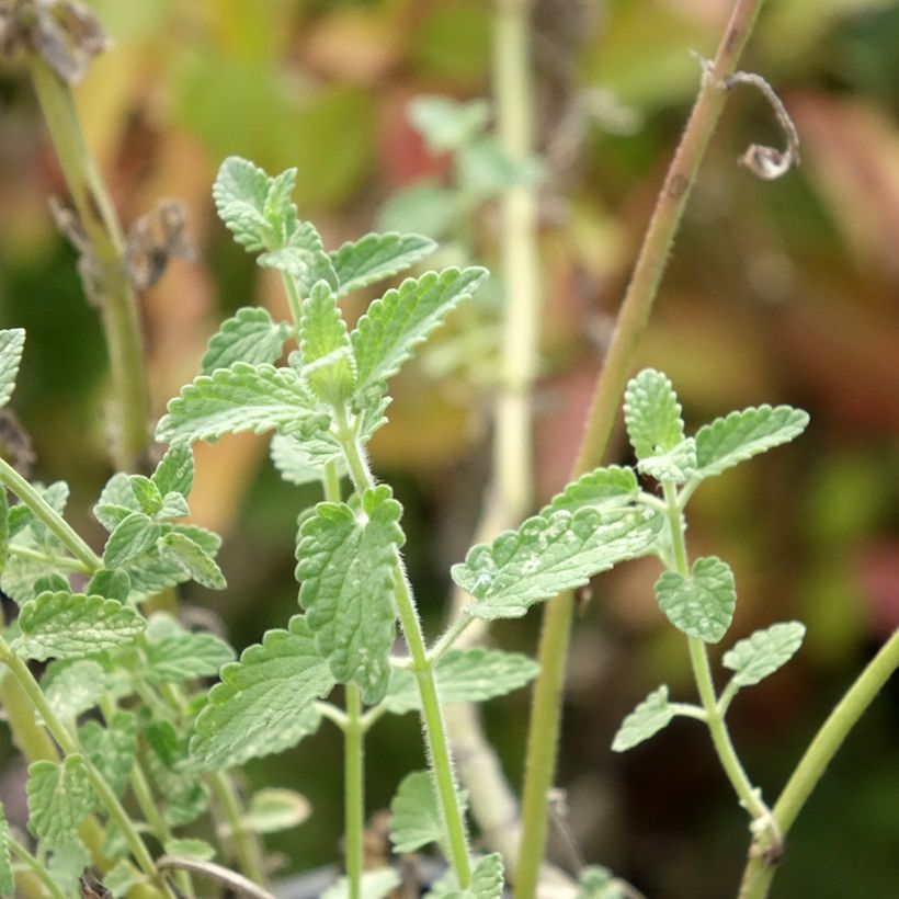 Nepeta racemosa Amelia (Fogliame)