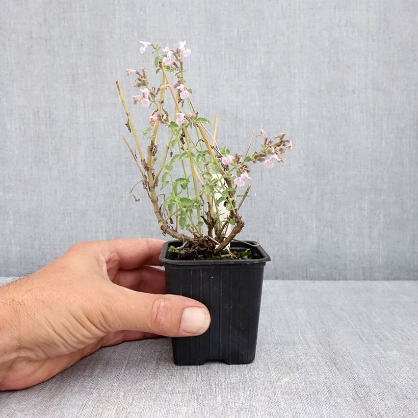 Esemplare di Nepeta racemosa Amelia Vasetto da 8/9 cm consegnato in estate