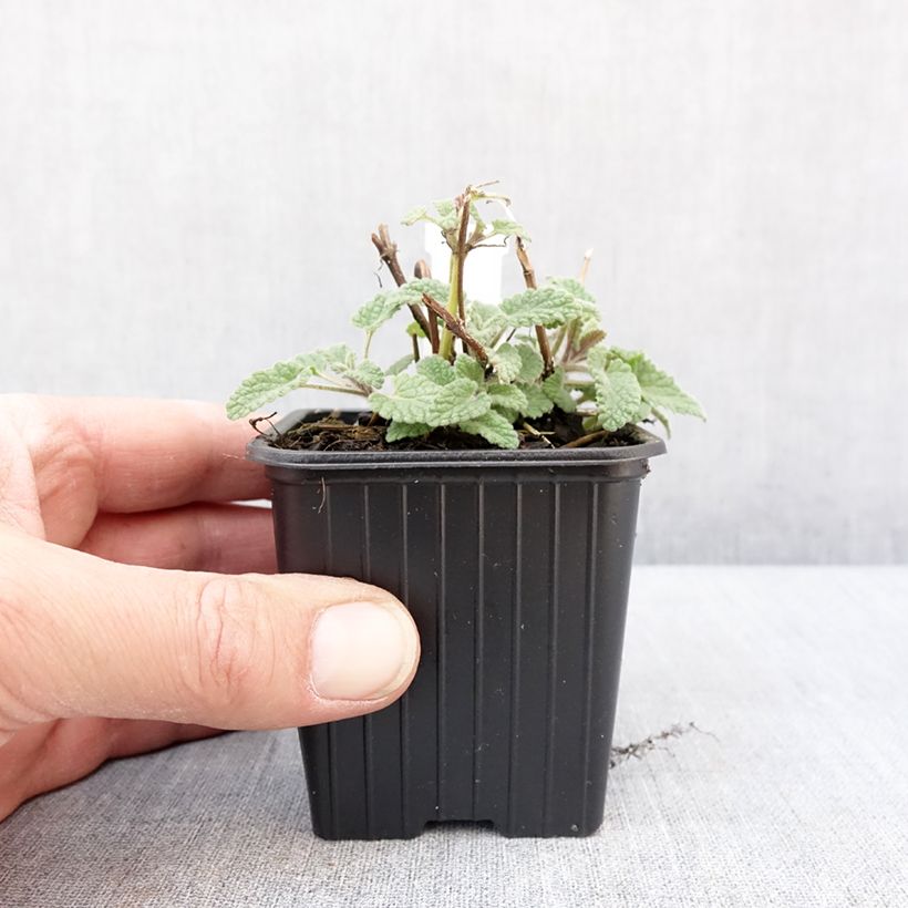 Nepeta racemosa Amelia Vasetto da 8/9 cm esemplare consegnato in inverno