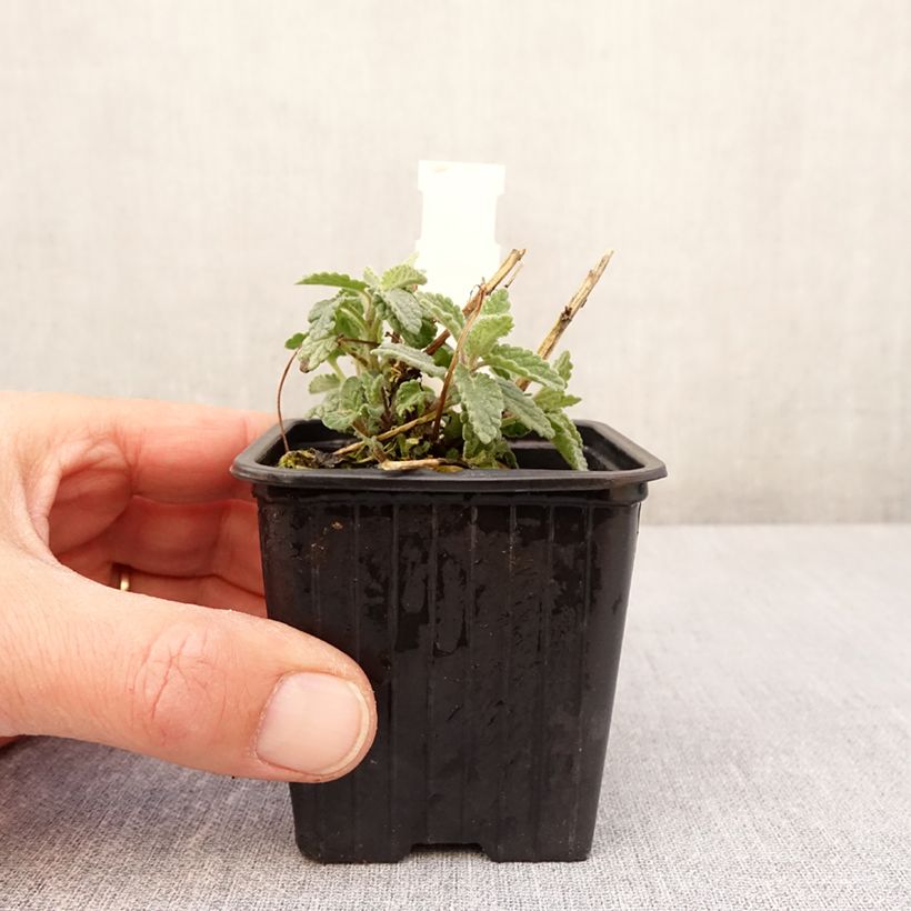 Nepeta racemosa Amelia Vasetto da 8/9 cm esemplare consegnato in primavera