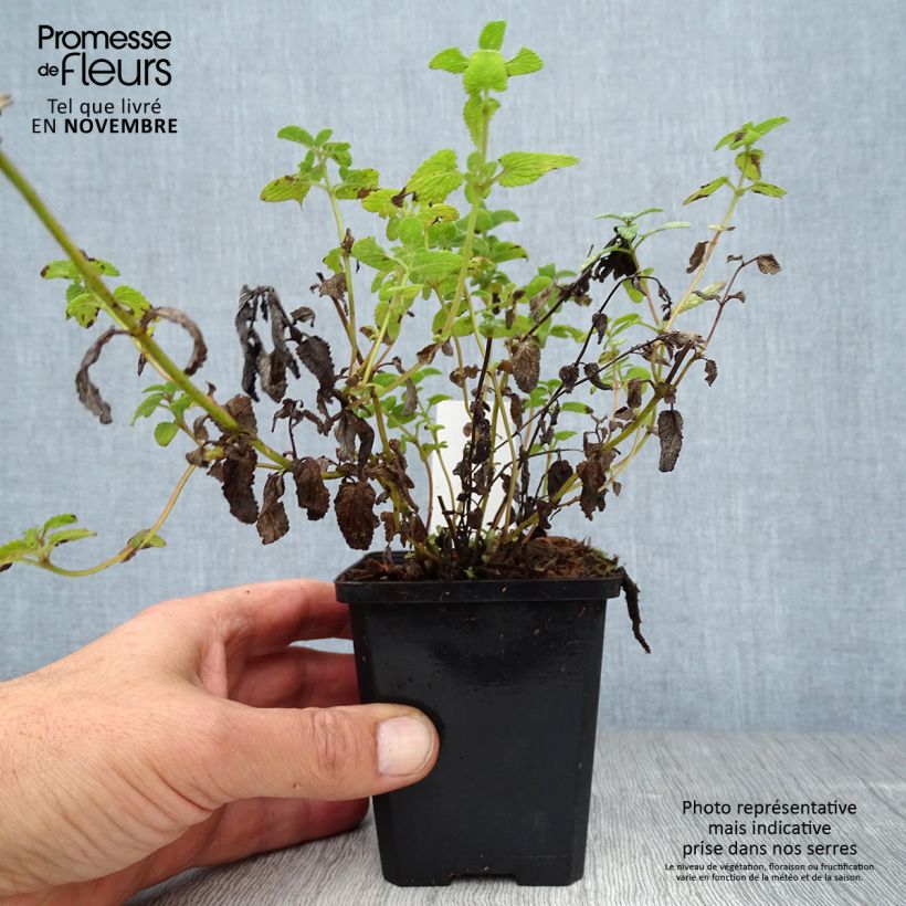 Esemplare di Nepeta racemosa Grog Vasetto da 8/9 cm come consegnato in autunno