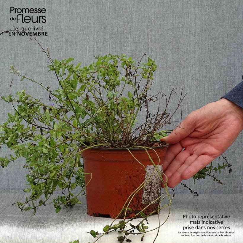 Esemplare di Nepeta racemosa Grog Vaso da 2L/3L come consegnato in autunno