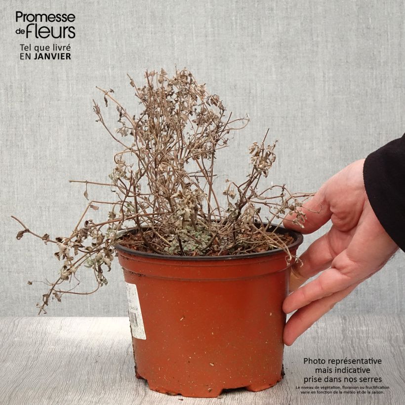 Nepeta racemosa Grog Vaso da 2L/3L esemplare consegnato in inverno