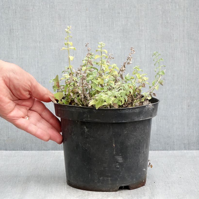 Esemplare di Nepeta racemosa Snowflake Vaso da 2L/3L come consegnato in autunno