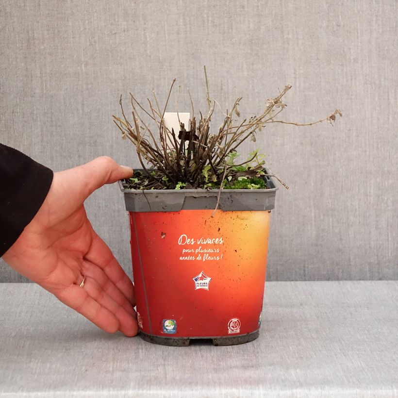 Nepeta racemosa Snowflake Vaso da 2L/3L esemplare consegnato in inverno