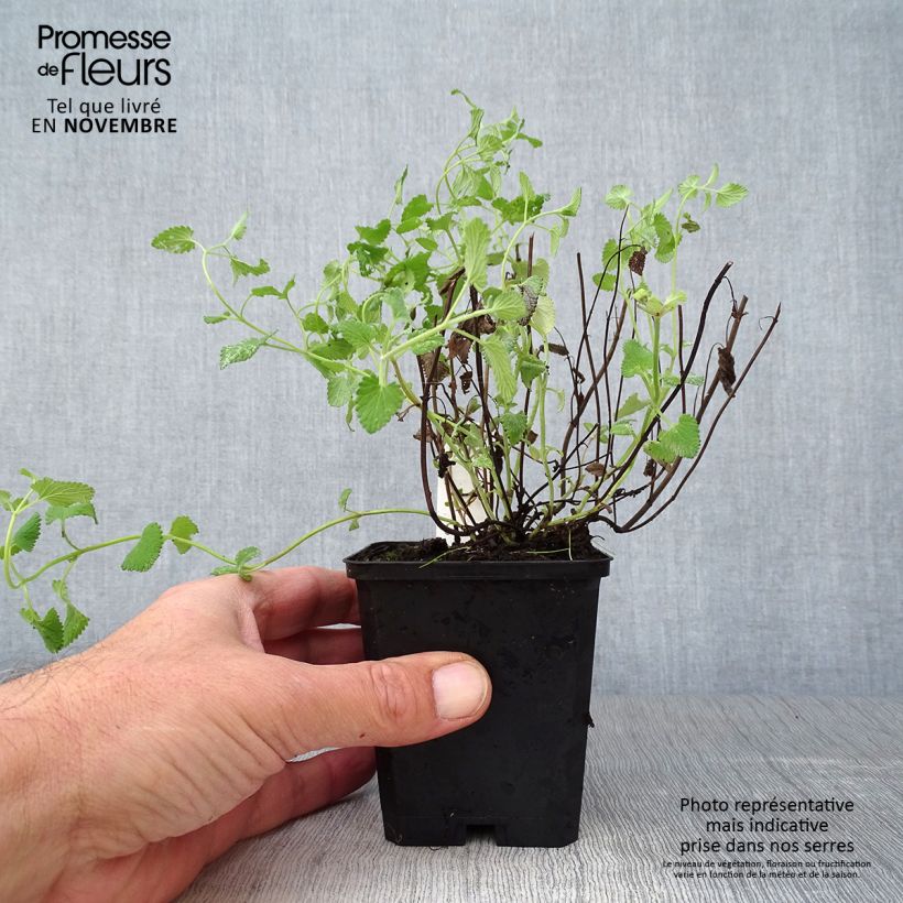 Esemplare di Nepeta racemosa Superba Vasetto da 8/9 cm come consegnato in autunno