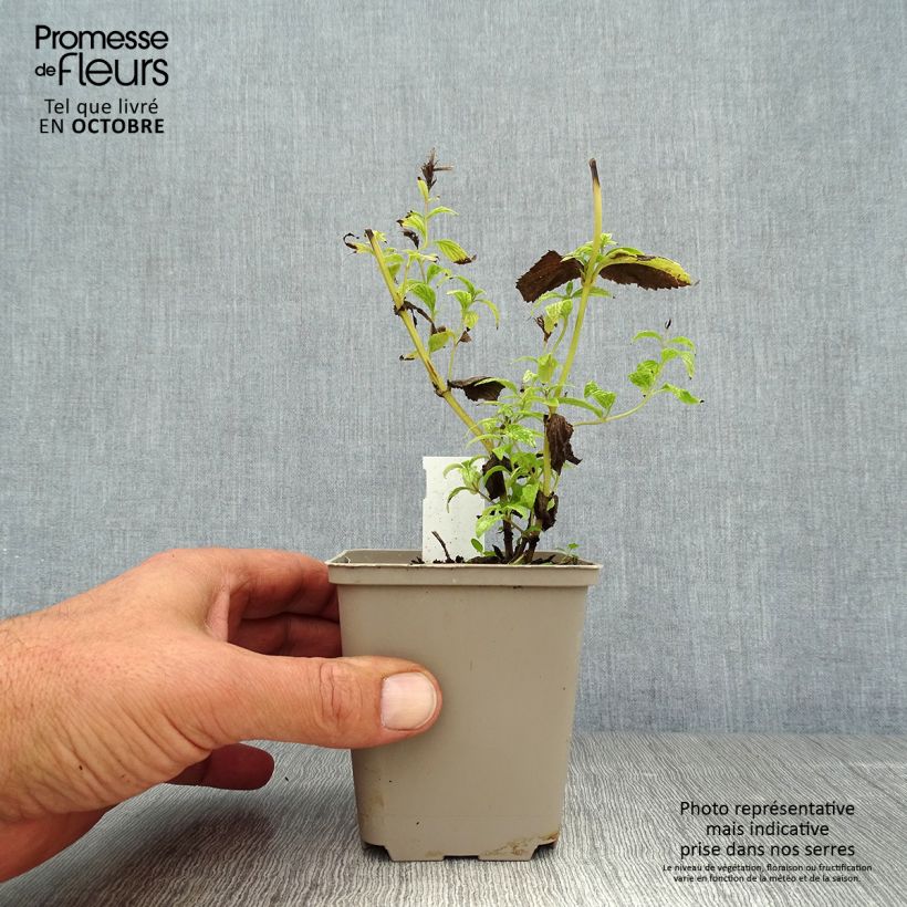 Esemplare di Nepeta subsessilis Vasetto da 8/9 cm come consegnato in autunno