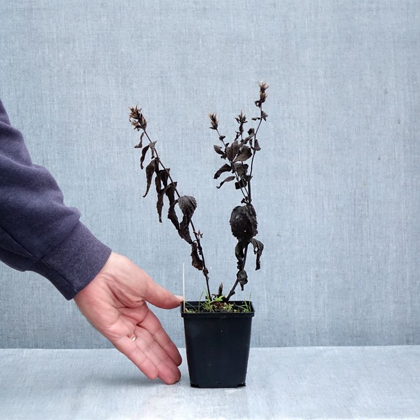 Esemplare di Nepeta subsessilis Laufen Vasetto da 8/9 cm come consegnato in autunno