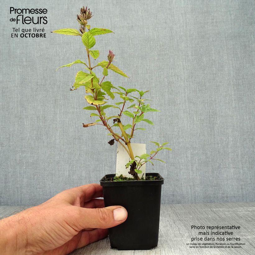 Esemplare di Nepeta subsessilis Sweet Dreams Vasetto da 8/9 cm come consegnato in autunno