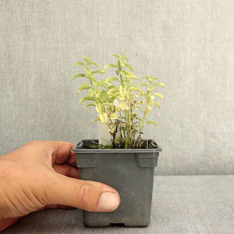 Esemplare di Nepeta faassenii Alba Vasetto da 8/9 cm consegnato in estate