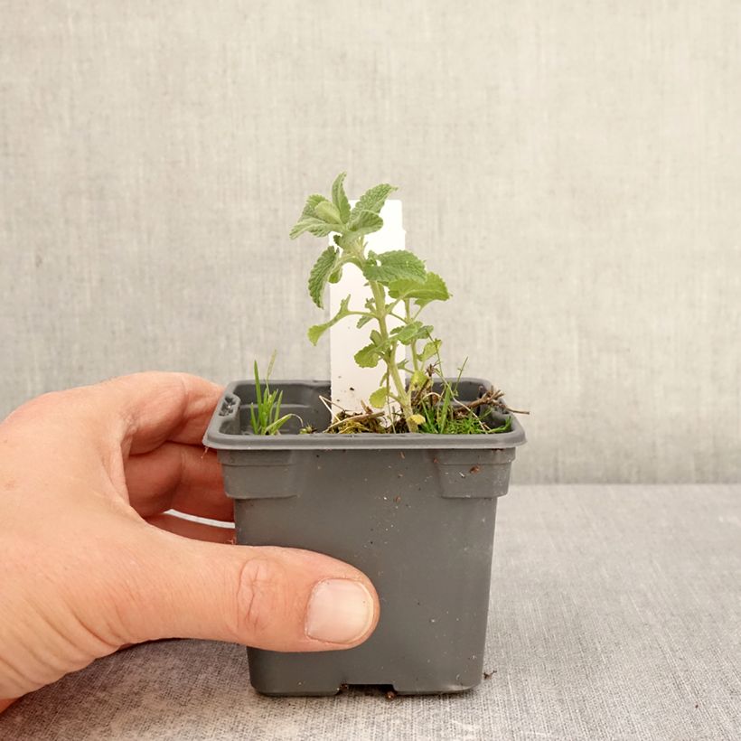 Nepeta faassenii Alba Vasetto da 8/9 cm esemplare consegnato in primavera