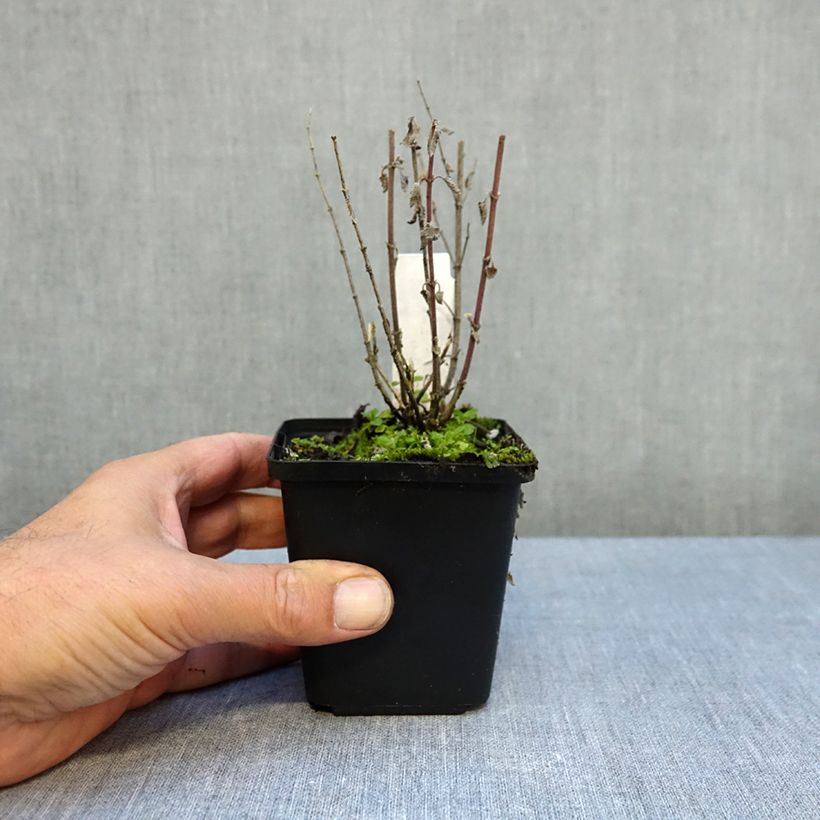 Esemplare di Nepeta faassenii Dropmore Vasetto da 8/9 cm come consegnato in autunno
