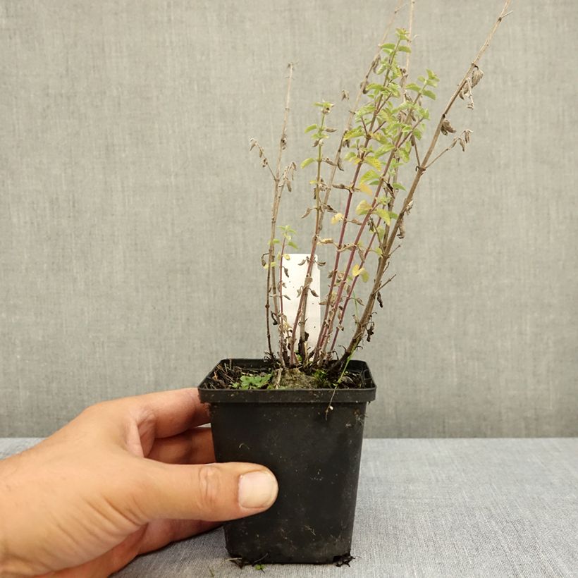 Esemplare di Nepeta faassenii Dropmore Vasetto da 8/9 cm consegnato in estate
