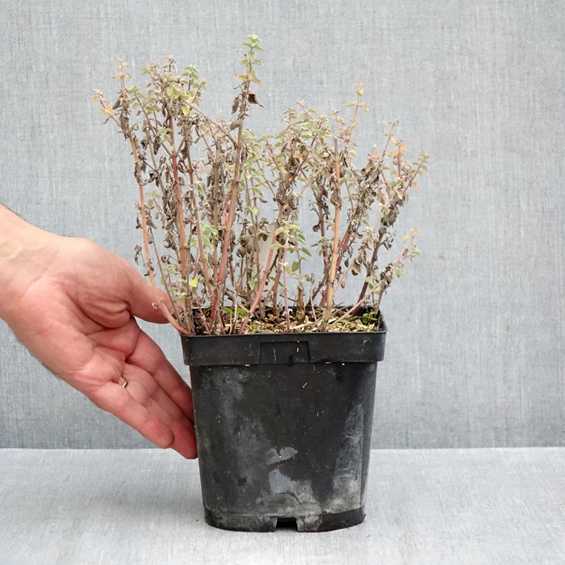 Esemplare di Nepeta faassenii Dropmore Vaso da 2L/3L come consegnato in autunno