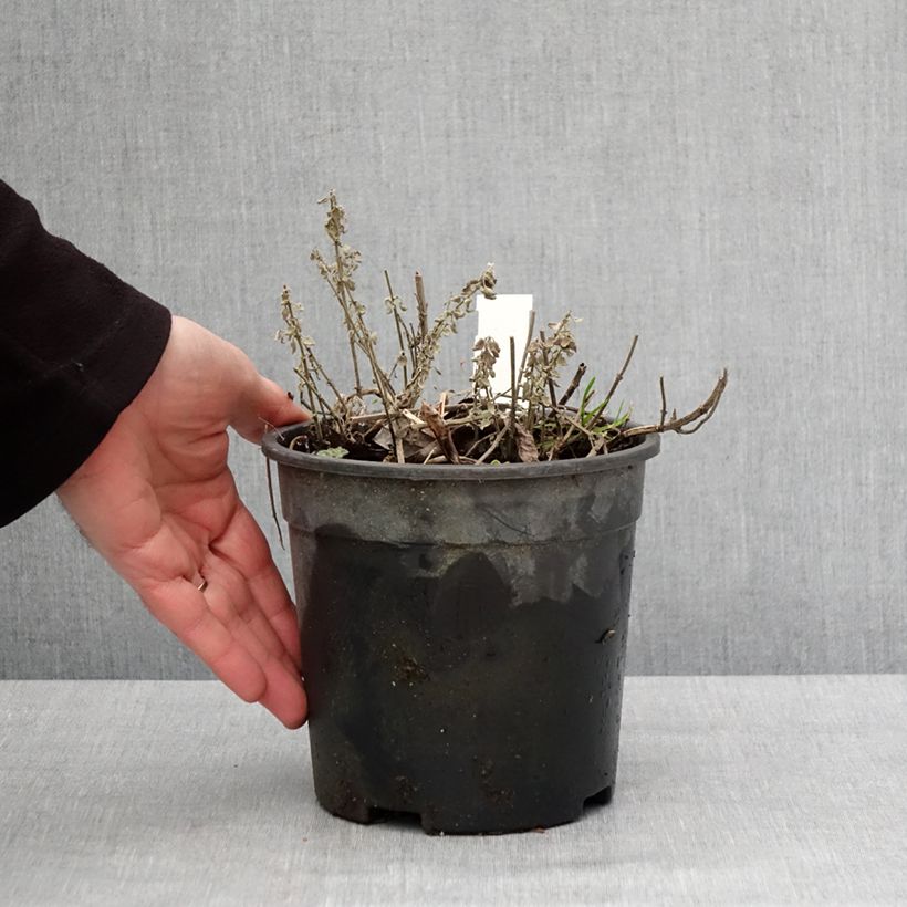 Nepeta faassenii Dropmore Vaso da 2L/3L esemplare consegnato in inverno