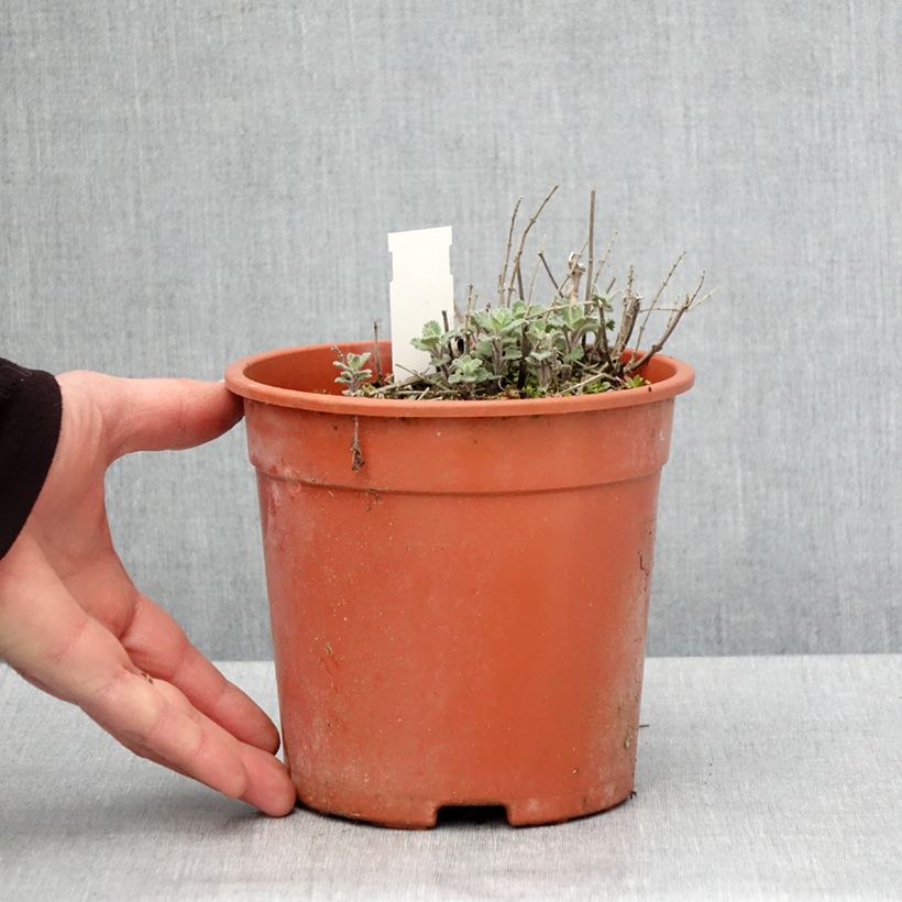 Nepeta faassenii Dropmore Vaso da 2L/3L esemplare consegnato in primavera