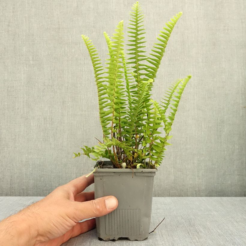 Esemplare di Nephrolepis cordifolia Artic Jungle - Felce cordifolia Vasetto da 8/9 cm consegnato in estate